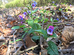 Pulmonaria officinalis