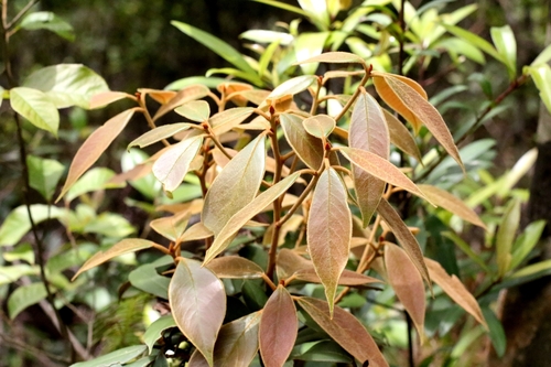 Machilus grijsii