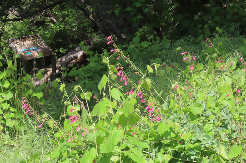 Penstemon pseudospectabilis, photograph 2