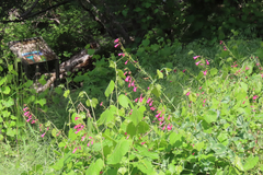 (c) Kat B, some rights reserved (CC BY) Penstemon pseudospectabilis, photograph (c) Kat B, some rights reserved (CC BY)