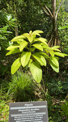 Charpentiera densiflora observed 2026-04-30