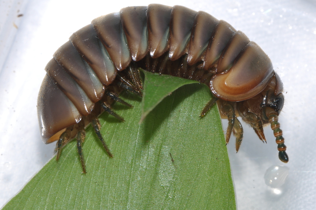 Southeast Asian Pill Millipedes from Lum Sum, Sai Yok District ...