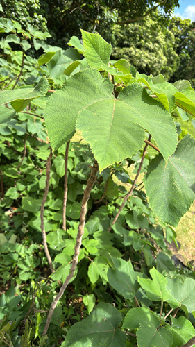 Broussonetia papyrifera observed 2026-04-30