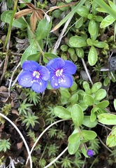 Veronica fruticans