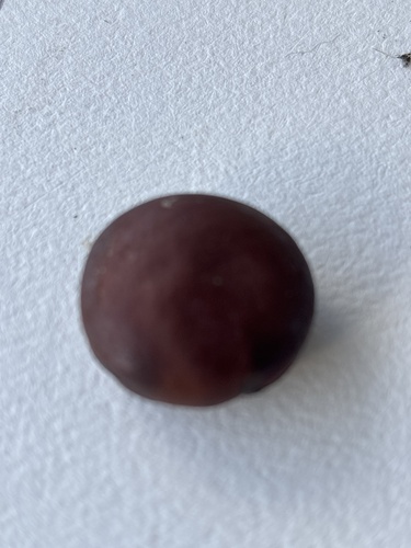 Mucuna gigantea observed 2026-04-30