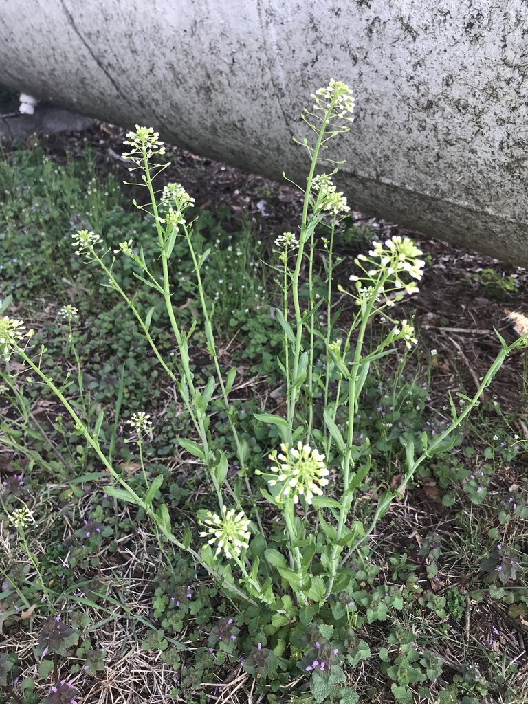 Mummenhoffia