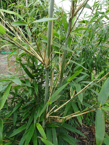 wind break bamboo (Bashania fargesii)