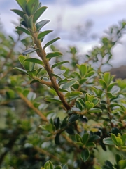 Myrsine dependens