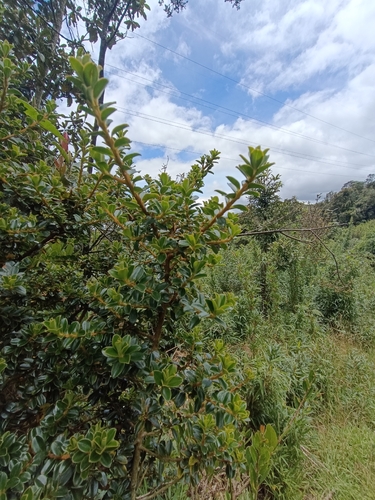 Myrsine dependens, photograph 2