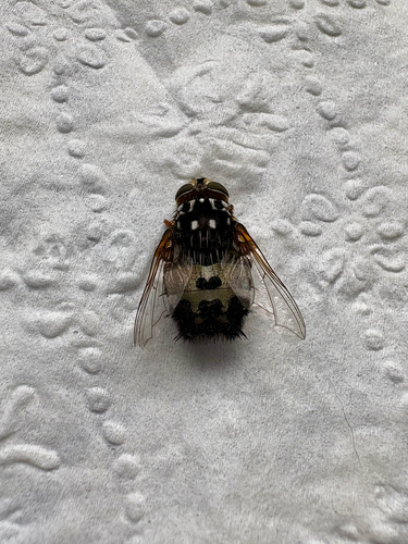 Formosia observed 2026-05-01