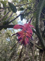 Billbergia vittata, photograph (c) Parque Nacional da Serra do Cipó, some rights reserved (CC BY)
