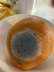 Penicillium italicum