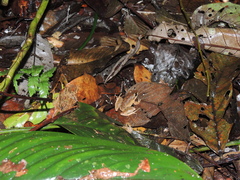 Pristimantis malkini