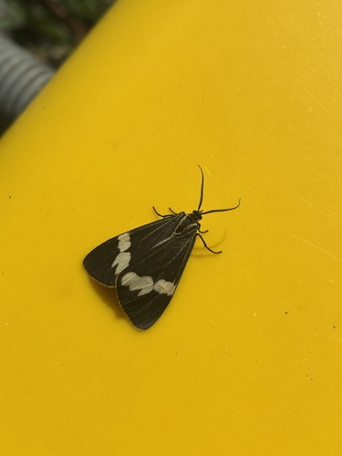 Australian magpie moth