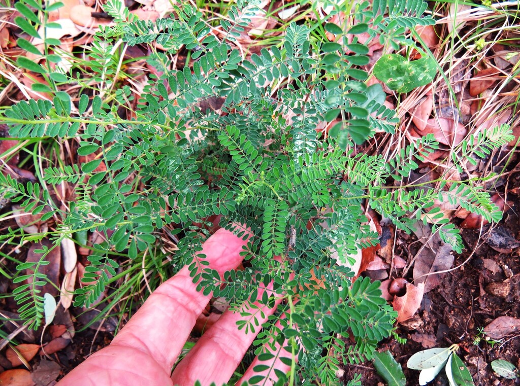 Dalea frutescens; photograph (c) Annika Lindqvist, some rights reserved (CC BY)