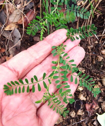 Dalea frutescens, photograph 3