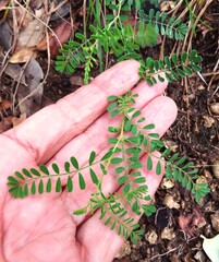 (c) Annika Lindqvist, some rights reserved (CC BY) Dalea frutescens, photograph (c) Annika Lindqvist, some rights reserved (CC BY)