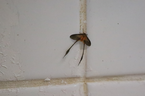 Doratopteryx