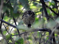 Myrmorchilus strigilatus