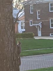 Sciurus carolinensis