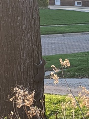 Sciurus carolinensis