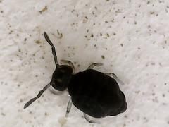 Sminthurinus niger