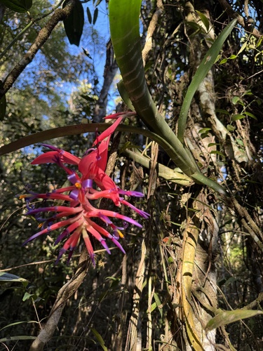 Billbergia vittata, photograph 5