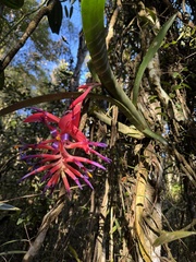 Billbergia vittata, photograph (c) Parque Nacional da Serra do Cipó, some rights reserved (CC BY)
