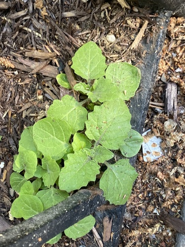 Solanum sarrachoides iNat (3)