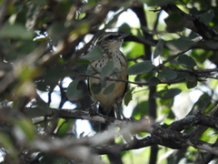 Myrmorchilus strigilatus