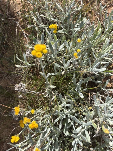 Common Everlasting