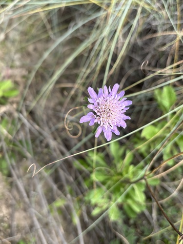 Sweet scabious