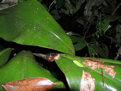 Pristimantis librarius