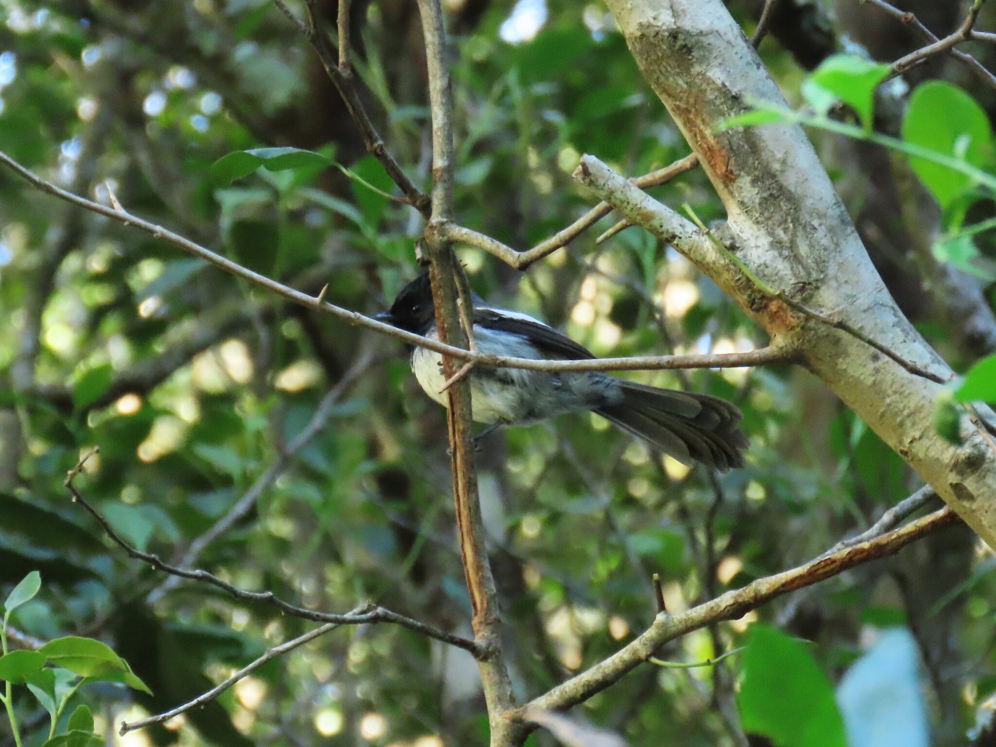 Blue-mantled Crested Flycatcher (Trochocercus cyanomelas), photo 1