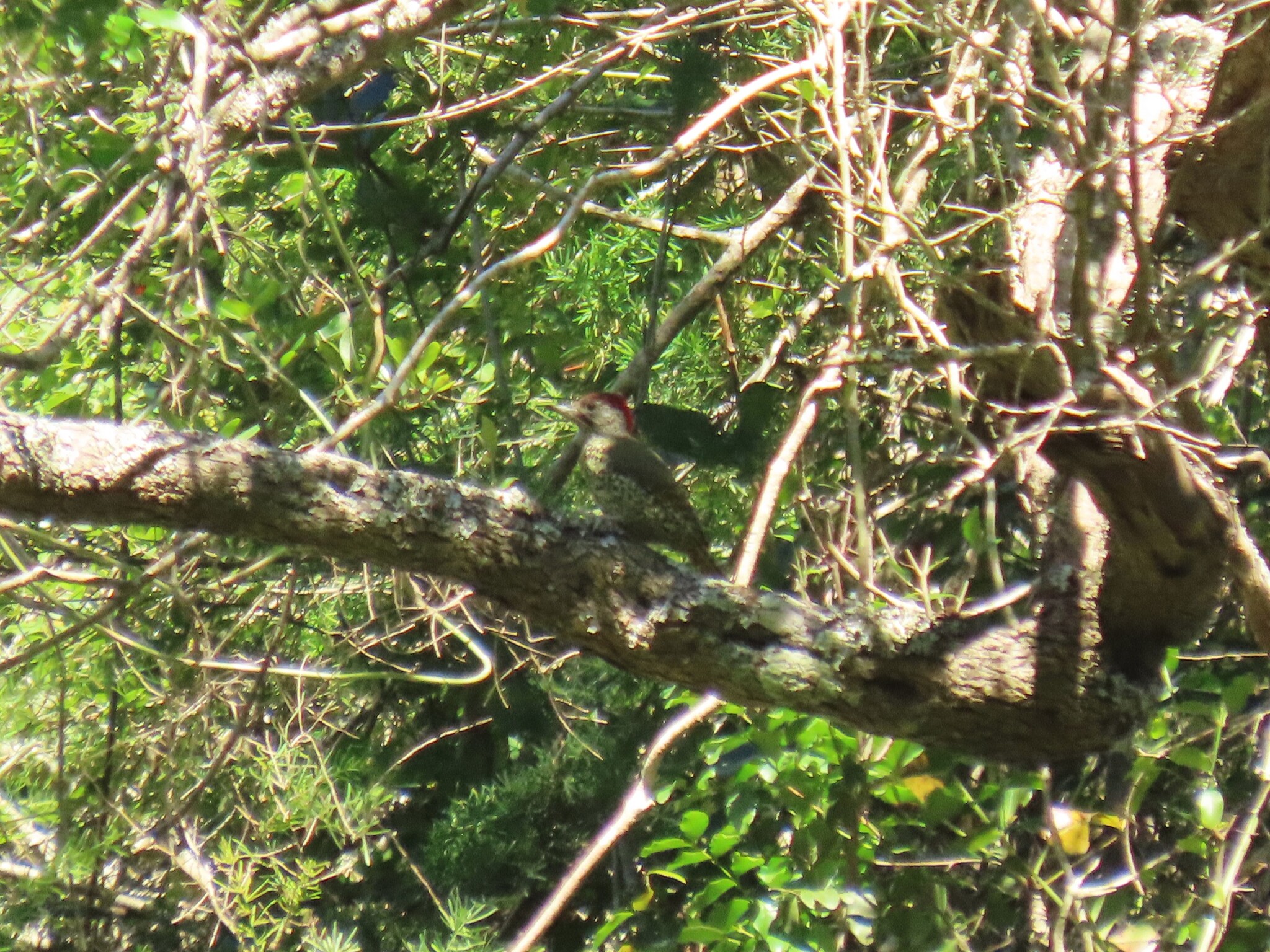 Knysna Woodpecker (Campethera notata), photo 6