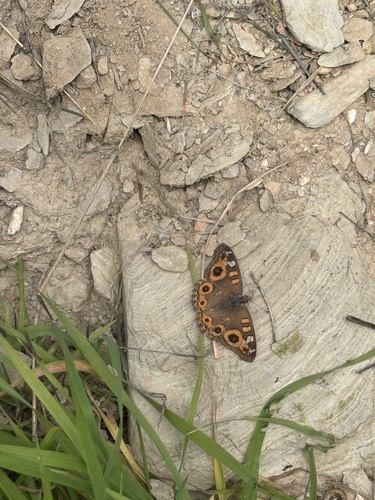 Meadow Argus
