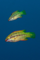 Mexican Hogfish photo 2