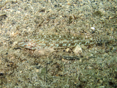 Hole Goby photo 1