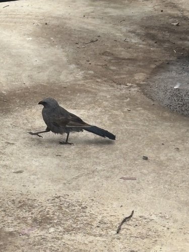 Apostlebird