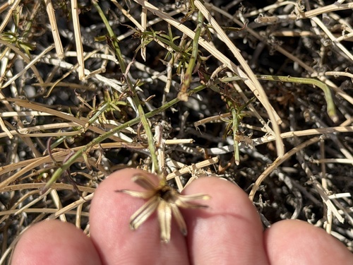 Adenophyllum porophylloides, photograph 3