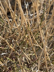 Adenophyllum porophylloides, photograph (c) Ian McFaul, some rights reserved (CC BY)