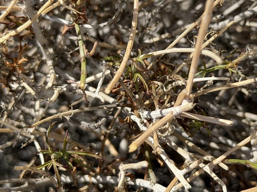 Adenophyllum porophylloides, photograph 6