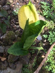 Lysichiton