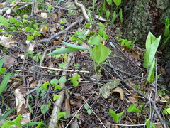 Polygonatum multiflorum