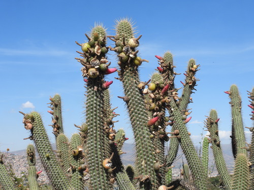 Cleistocactus parviflorus