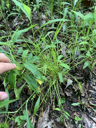 Carex texensis, photograph 3