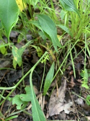 Carex texensis, photograph (c) Senna Bryce Robeson, some rights reserved (CC BY)