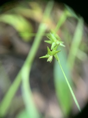 Carex texensis, photograph (c) Senna Bryce Robeson, some rights reserved (CC BY)