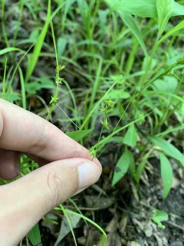 Carex texensis, photograph 6