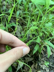 Carex texensis, photograph (c) Senna Bryce Robeson, some rights reserved (CC BY)